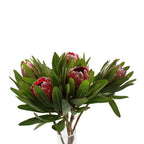 Protea - South Africa