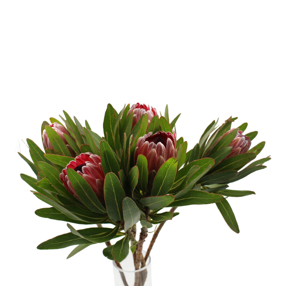 Protea - South Africa