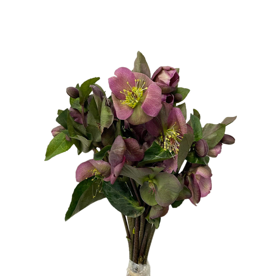 Helleborus - Holland