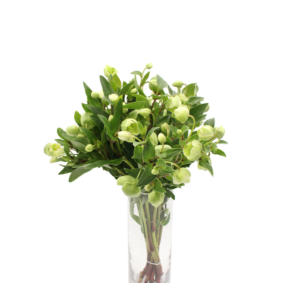 Helleborus - Holland