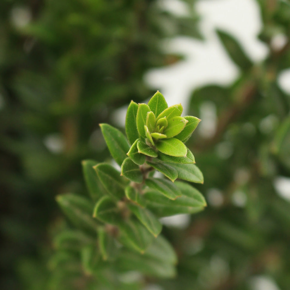 Myrtus Tarantino - Italy