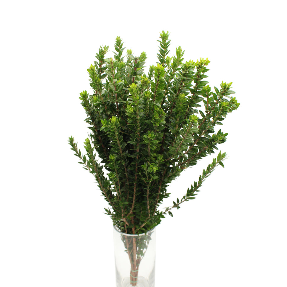 Myrtus Tarantino - Italy