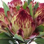 Protea - South Africa