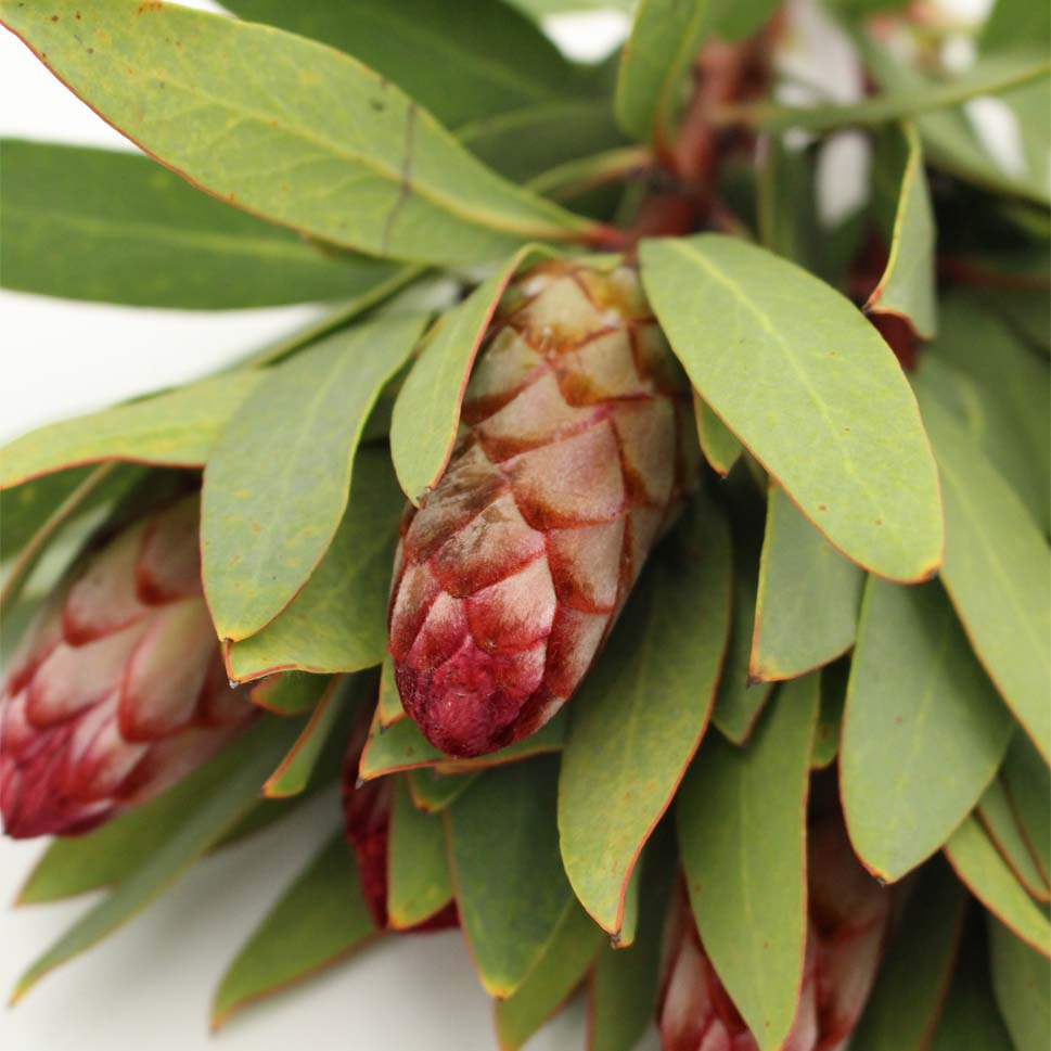 Protea - South Africa