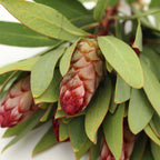 Protea - South Africa