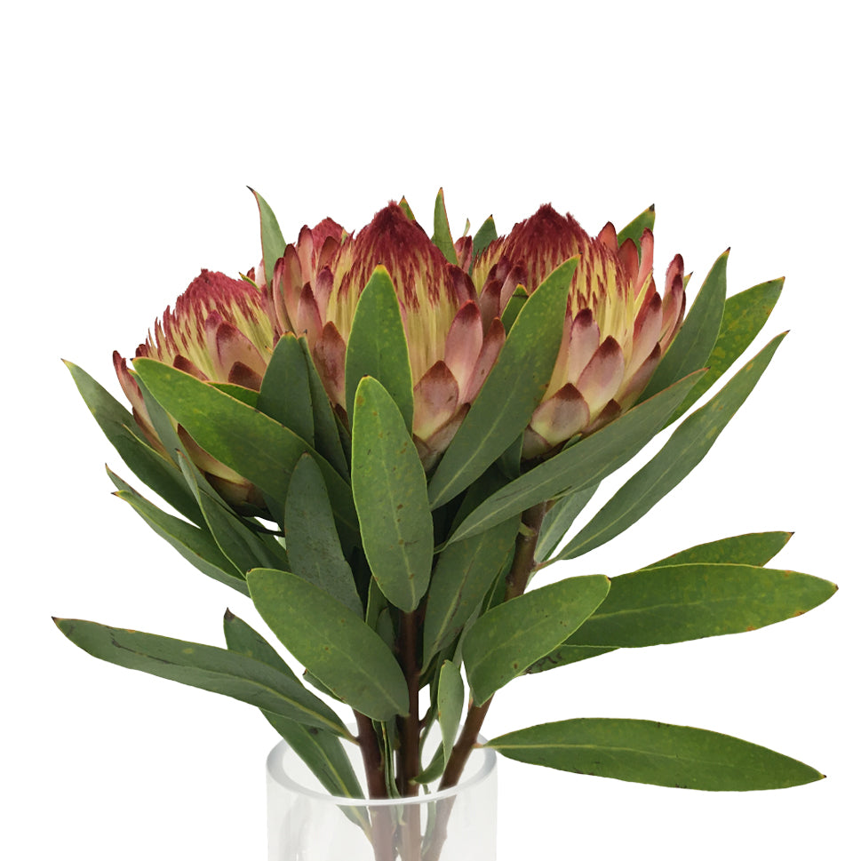 Protea - South Africa
