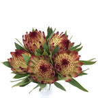 Protea - South Africa