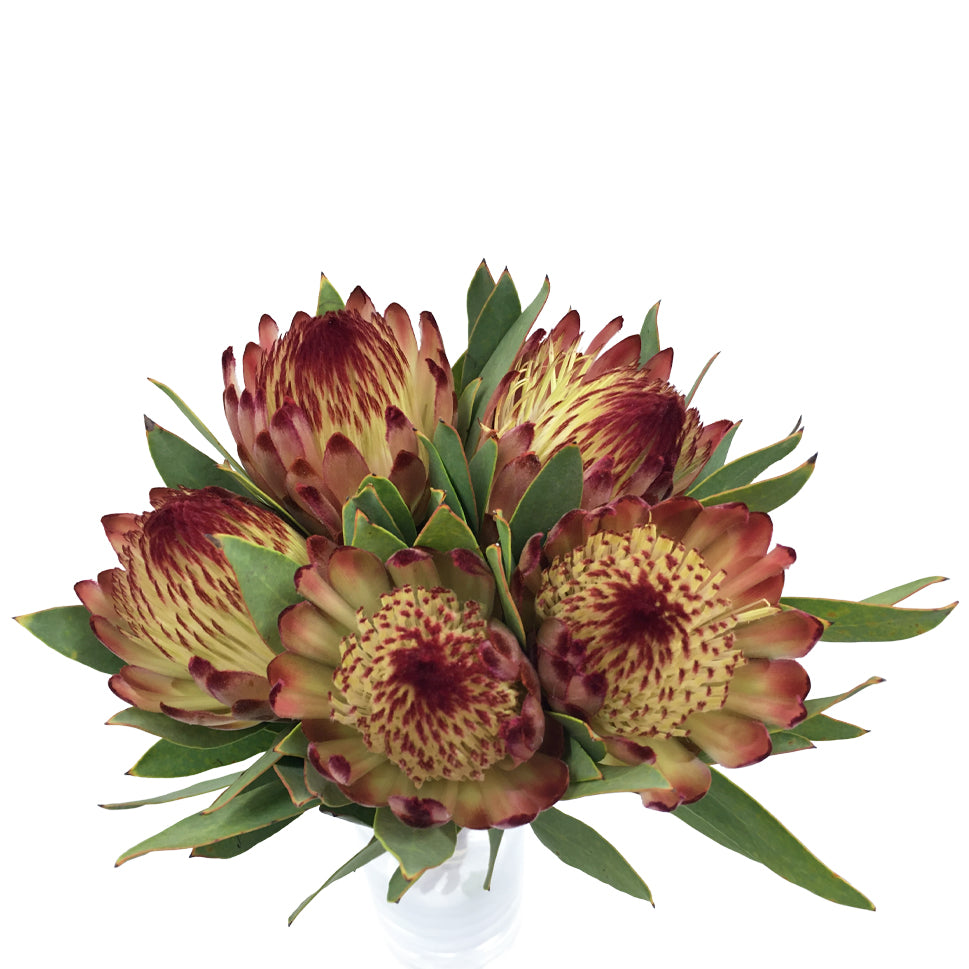 Protea - South Africa