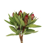 Protea - South Africa