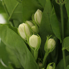 Jasmine Leaf - China