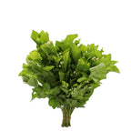 Jasmine Leaf - China