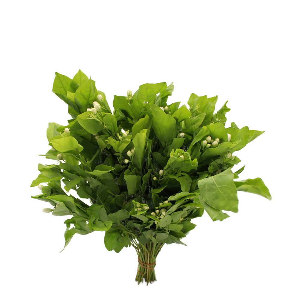 Jasmine Leaf - China