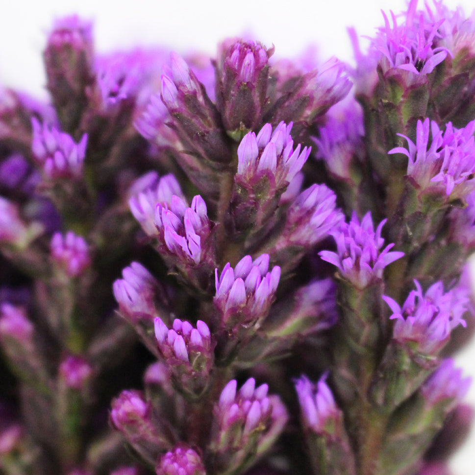 Liatris - Taiwan