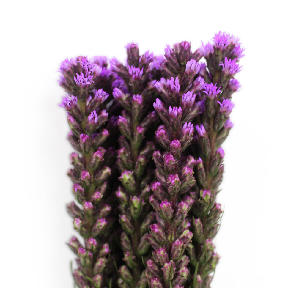 Liatris - Taiwan
