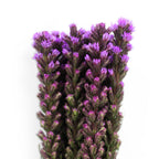Liatris - Taiwan