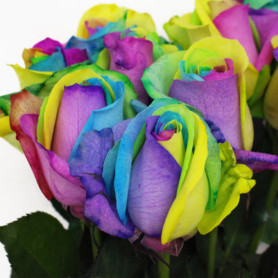 Rose Tinted Rainbow - Ecuador