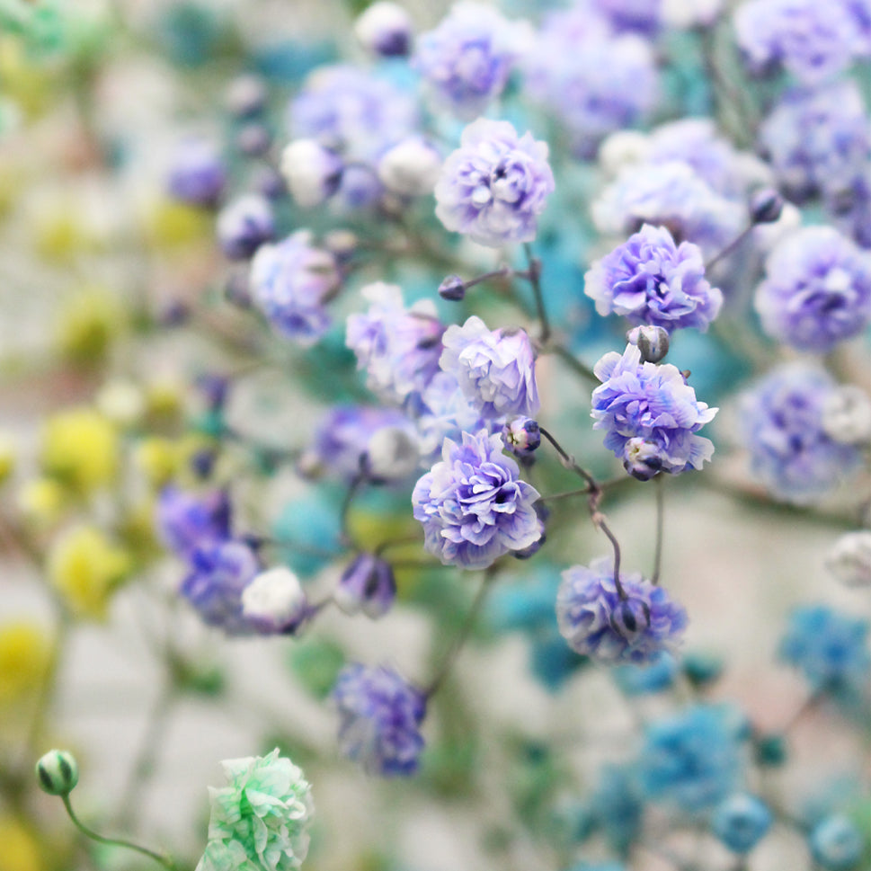 Baby Breath Xlence Tinted 250g - Ecuador