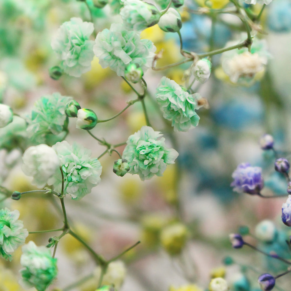 Baby Breath Xlence Tinted 250g - Ecuador