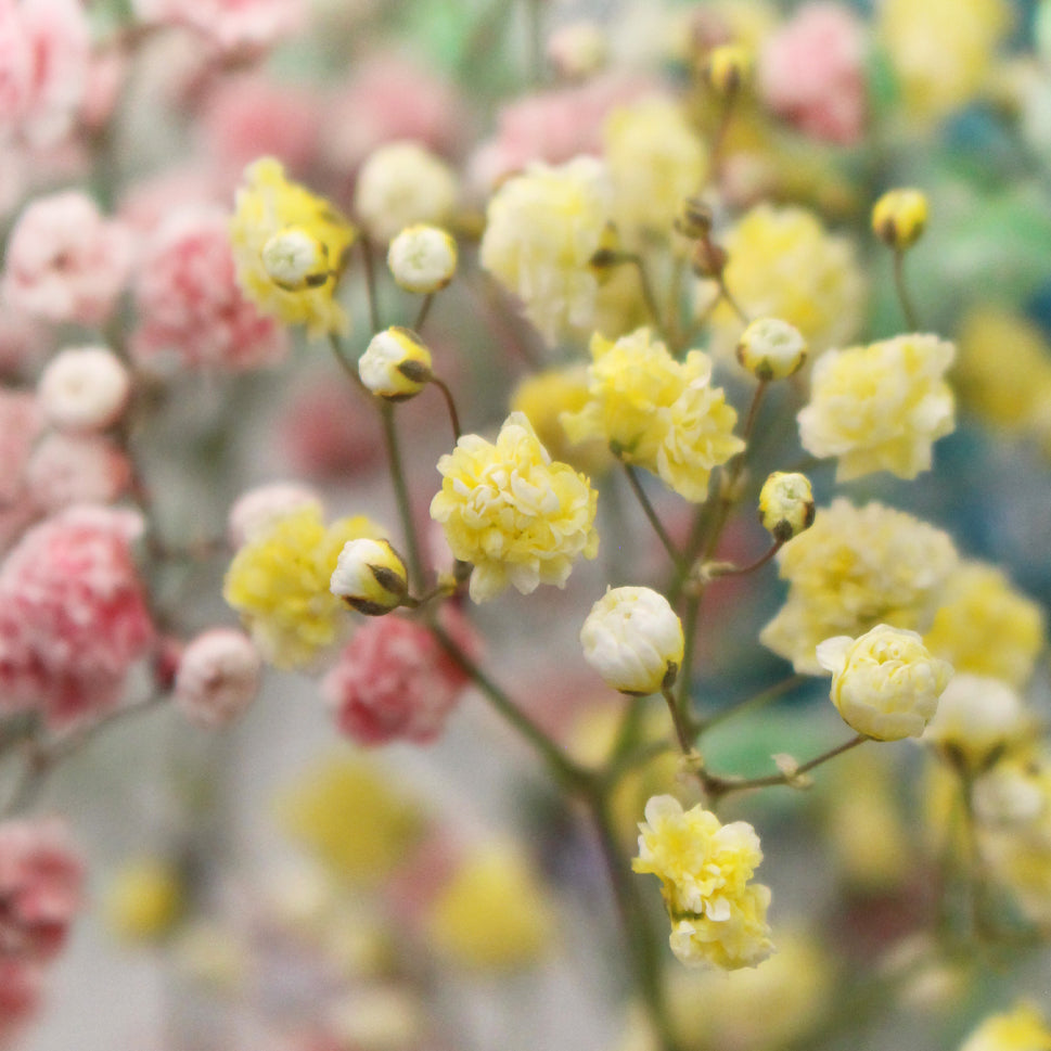 Baby Breath Xlence Tinted 250g - Ecuador