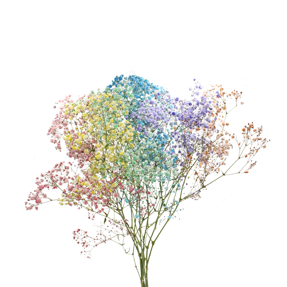 Baby Breath Xlence Tinted 250g - Ecuador