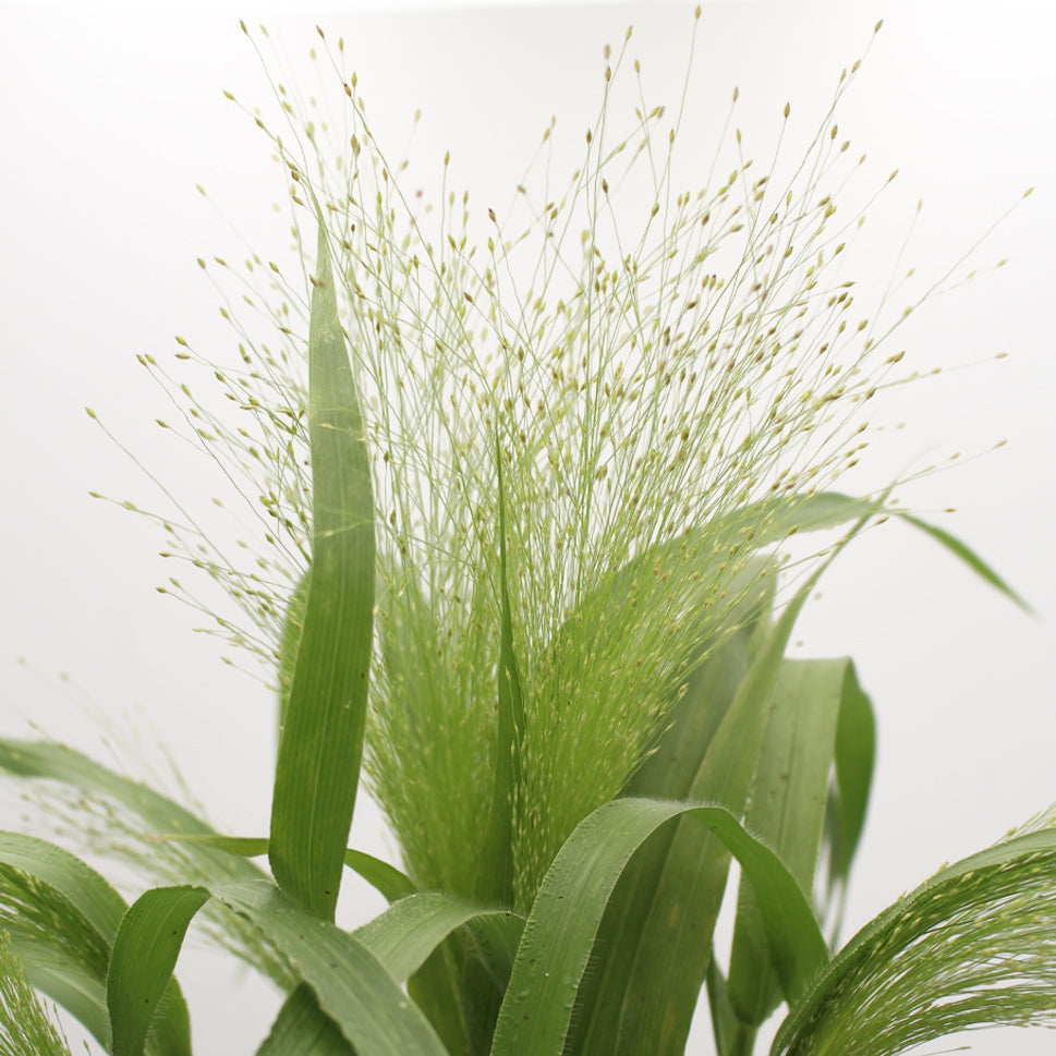 Grasses Panicum - Holland