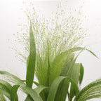 Grasses Panicum - Holland