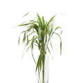 Grasses Panicum - Holland