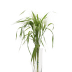 Grasses Panicum - Holland
