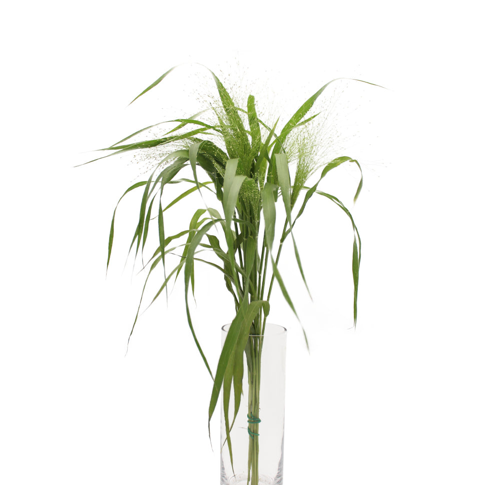 Grasses Panicum - Holland
