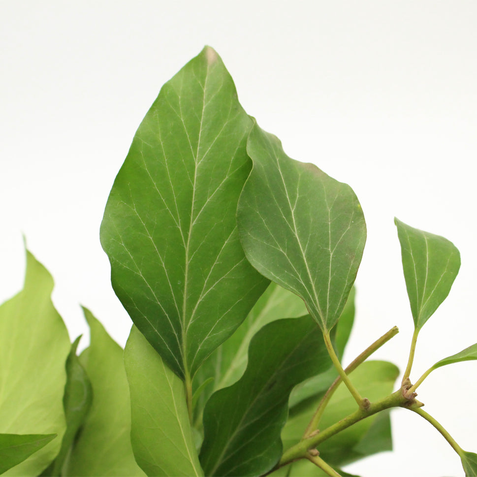 Hedera Ivy Green Leaves - Italy
