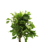 Hedera Ivy Green Leaves - Italy