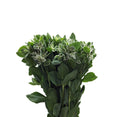 Euphobia Marginata - China