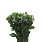 Euphobia Marginata - China