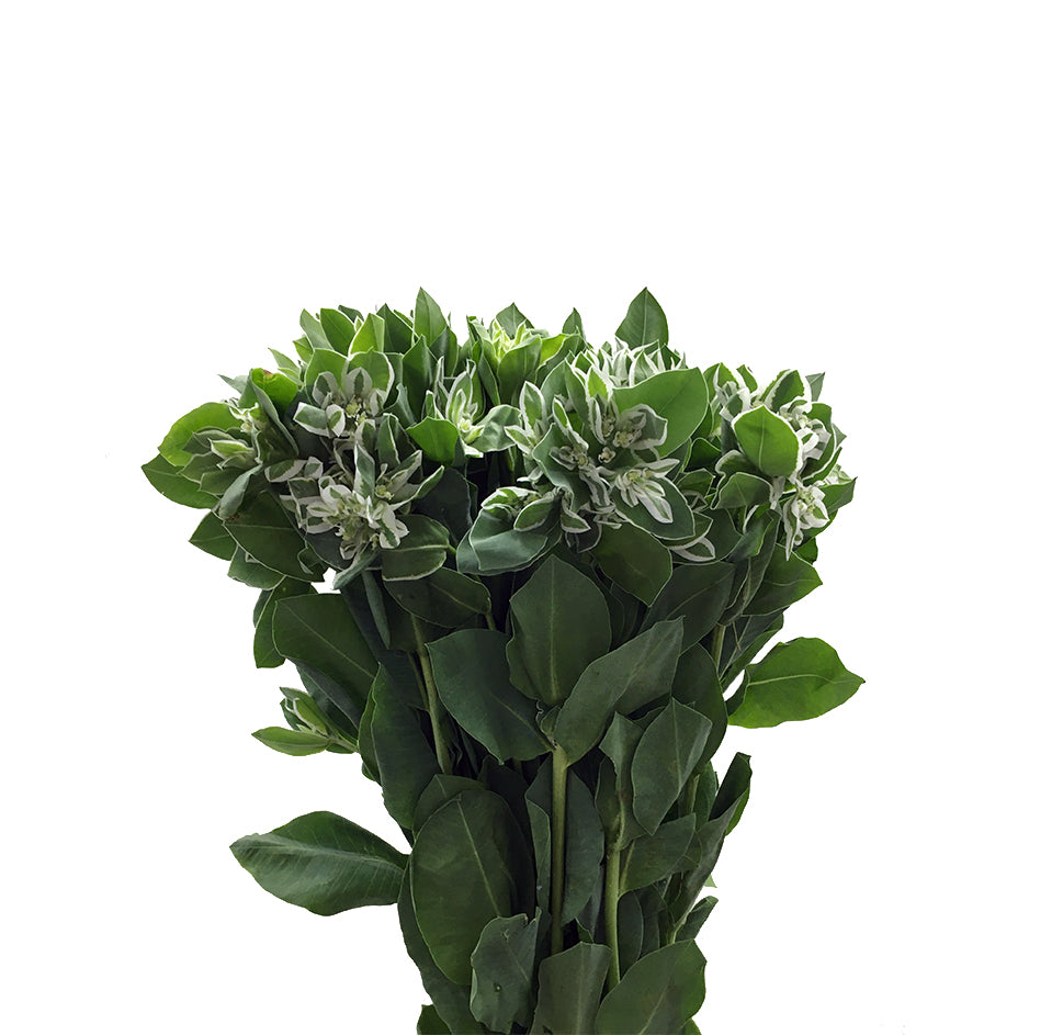 Euphobia Marginata - China