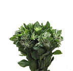 Euphobia Marginata - China