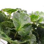 Polycias Tea Cup Stem Green - Malaysia