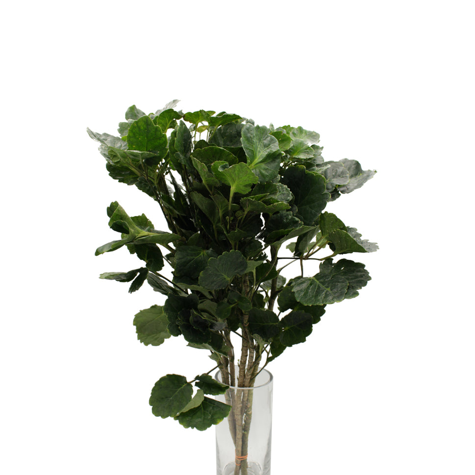 Polycias Tea Cup Stem Green - Malaysia