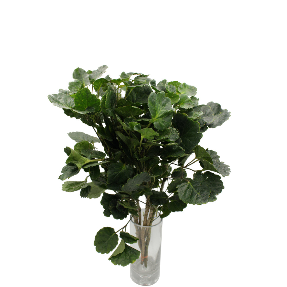 Polycias Tea Cup Stem Green - Malaysia