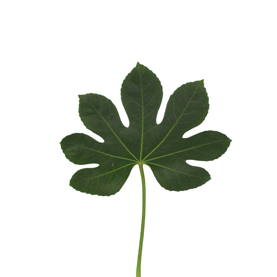 Fatsia Leaf - Malaysia