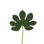 Fatsia Leaf - Malaysia