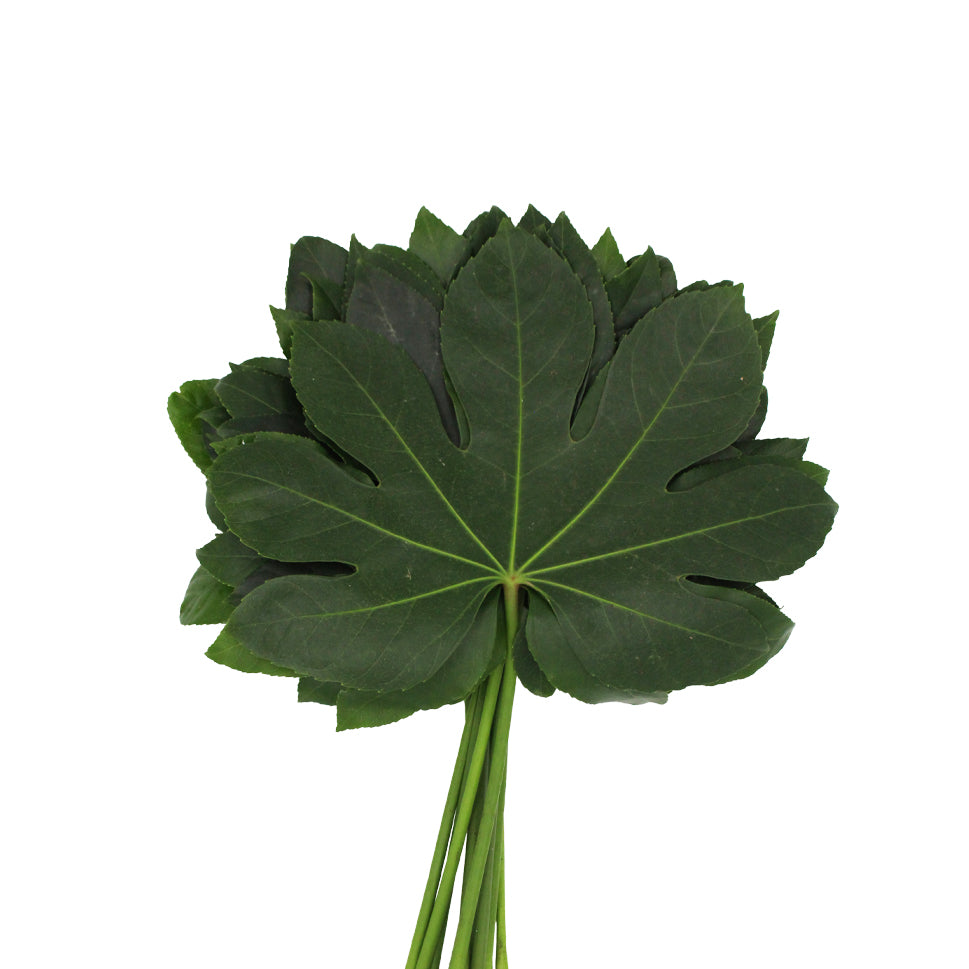 Fatsia Leaf - Malaysia
