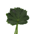 Fatsia Leaf - Malaysia