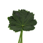 Fatsia Leaf - Malaysia