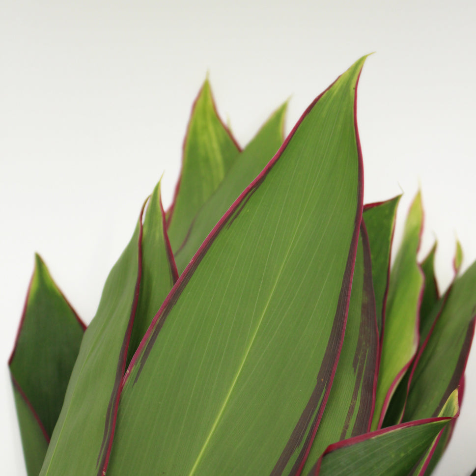 Cordyline NCY - Malaysia