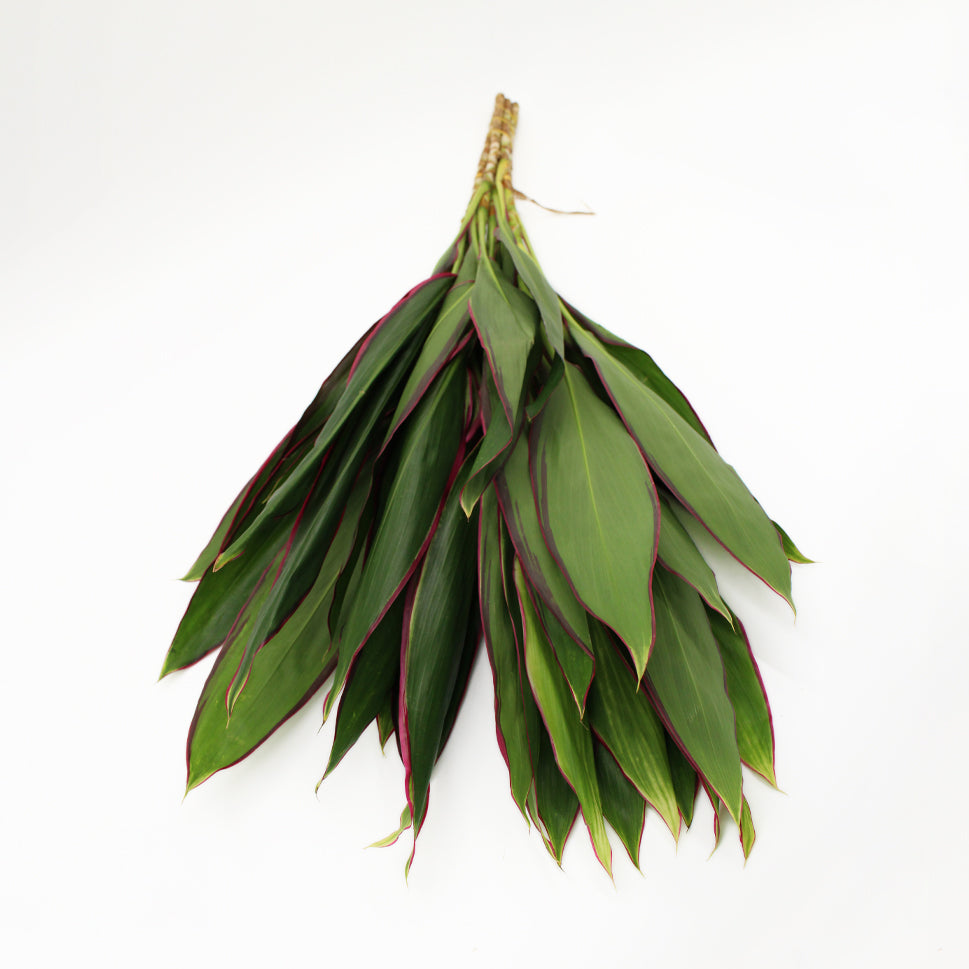 Cordyline NCY - Malaysia