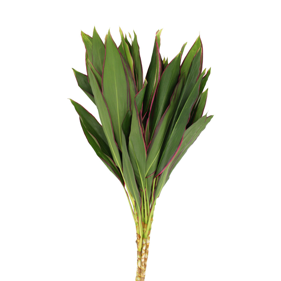 Cordyline NCY - Malaysia
