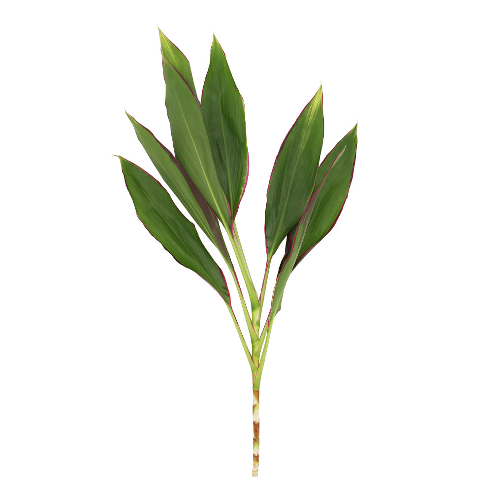 Cordyline NCY - Malaysia