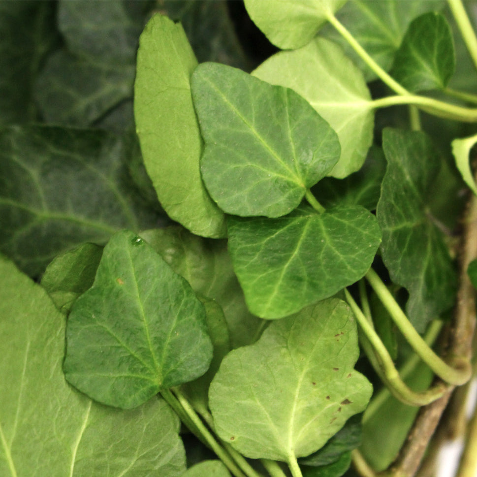 Ivy Leaf - Malaysia