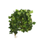 Ivy Leaf - Malaysia