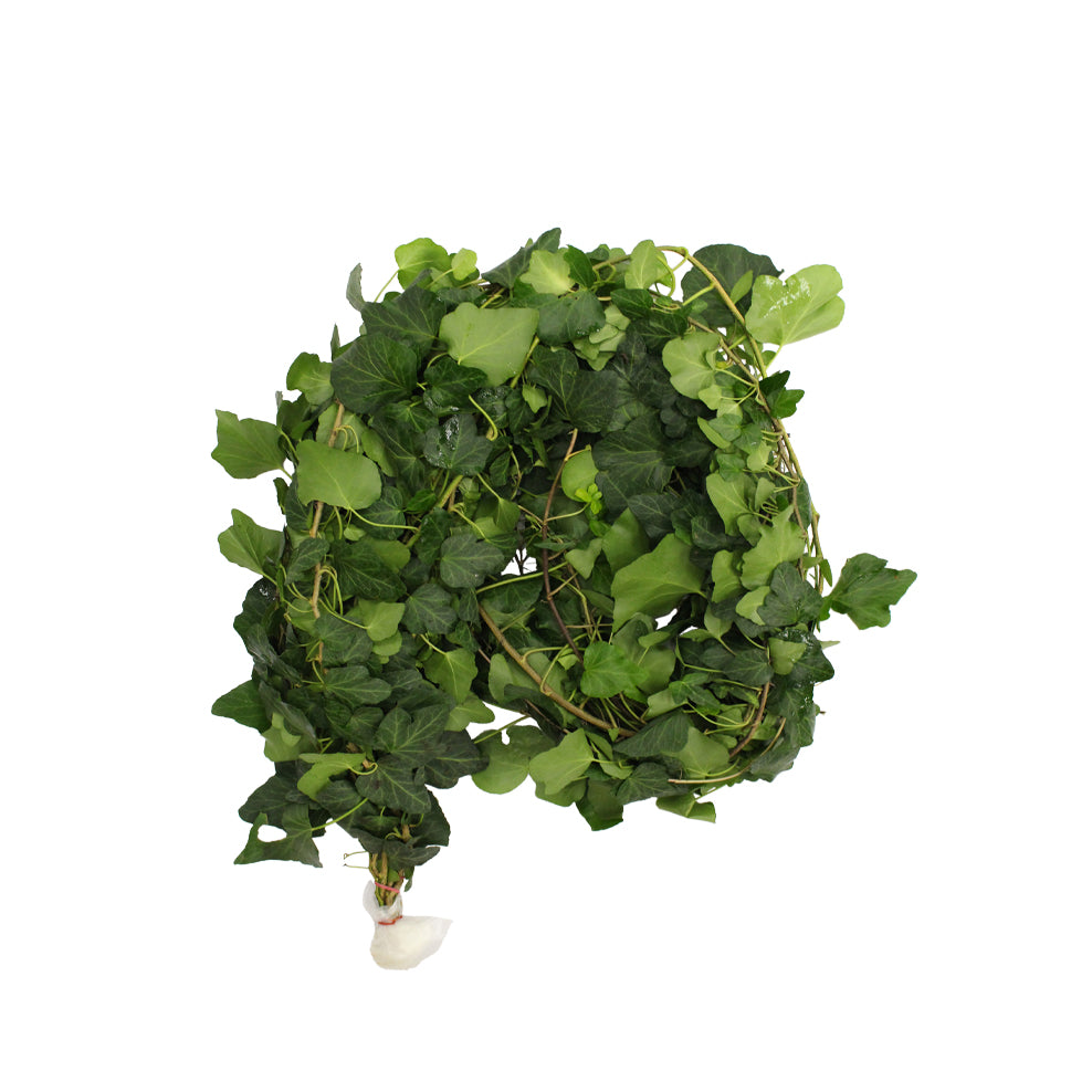 Ivy Leaf - Malaysia